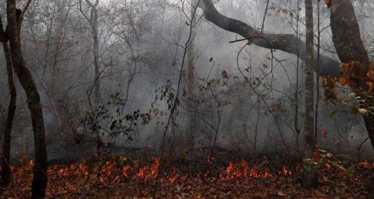 &Beta;&omicron;&lambda;&iota;&beta;ί&alpha;: &Tau;&omicron;&upsilon;&lambda;ά&chi;&iota;&sigma;&tau;&omicron;&nu; 2,3 &epsilon;&kappa;&alpha;&tau;&omicron;&mu;&mu;ύ&rho;&iota;&alpha; ά&gamma;&rho;&iota;&alpha; &zeta;ώ&alpha; &epsilon;&xi;&alpha;&phi;&alpha;&nu;ί&sigma;&tau;&eta;&kappa;&alpha;&nu; &alpha;&pi;ό &tau;&iota;&sigmaf; &phi;&epsilon;&tau;&iota;&nu;έ&sigmaf; &phi;&omega;&tau;&iota;έ&sigmaf; &sigma;&tau;&alpha; &delta;ά&sigma;&eta;