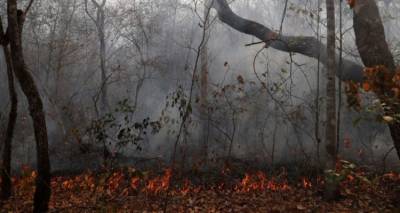 &Beta;&omicron;&lambda;&iota;&beta;ί&alpha;: &Tau;&omicron;&upsilon;&lambda;ά&chi;&iota;&sigma;&tau;&omicron;&nu; 2,3 &epsilon;&kappa;&alpha;&tau;&omicron;&mu;&mu;ύ&rho;&iota;&alpha; ά&gamma;&rho;&iota;&alpha; &zeta;ώ&alpha; &epsilon;&xi;&alpha;&phi;&alpha;&nu;ί&sigma;&tau;&eta;&kappa;&alpha;&nu; &alpha;&pi;ό &tau;&iota;&sigmaf; &phi;&epsilon;&tau;&iota;&nu;έ&sigmaf; &phi;&omega;&tau;&iota;έ&sigmaf; &sigma;&tau;&alpha; &delta;ά&sigma;&eta;