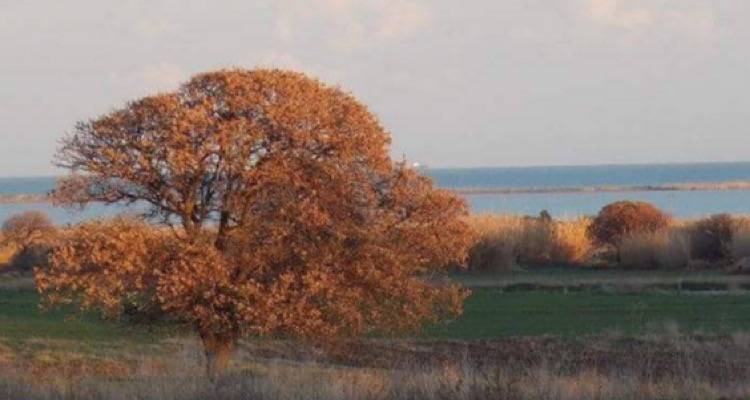 &Tau;&omicron;&pi;&omega;&nu;ύ&mu;&iota;&alpha; &tau;&eta;&sigmaf; &Lambda;ή&mu;&nu;&omicron;&upsilon; &pi;&omicron;&upsilon; &pi;&alpha;&rho;&alpha;&pi;έ&mu;&pi;&omicron;&upsilon;&nu; &sigma;&epsilon; &epsilon;ί&delta;&eta; &phi;&upsilon;&tau;ώ&nu;