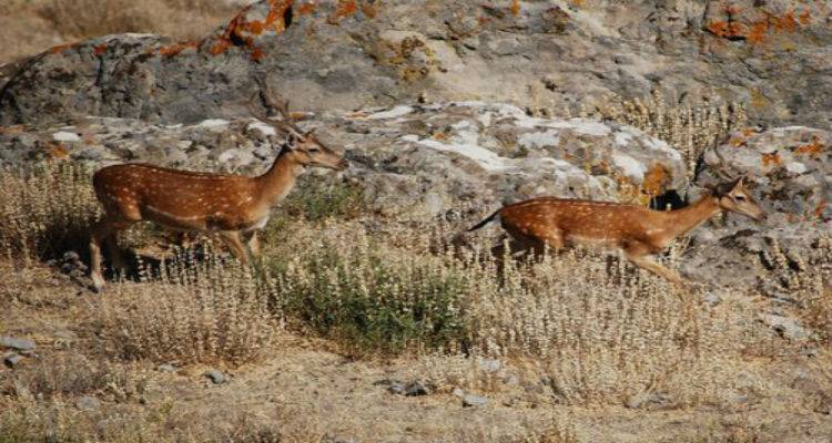 "&Theta;&epsilon;&tau;&iota;&kappa;ή &eta; &sigma;&tau;ά&sigma;&eta; &tau;&omega;&nu; &Lambda;&eta;&mu;&nu;&iota;ώ&nu; &alpha;&pi;έ&nu;&alpha;&nu;&tau;&iota; &sigma;&tau;&alpha; &epsilon;&lambda;ά&phi;&iota;&alpha; &tau;&omicron;&upsilon; &nu;&eta;&sigma;&iota;&omicron;ύ"