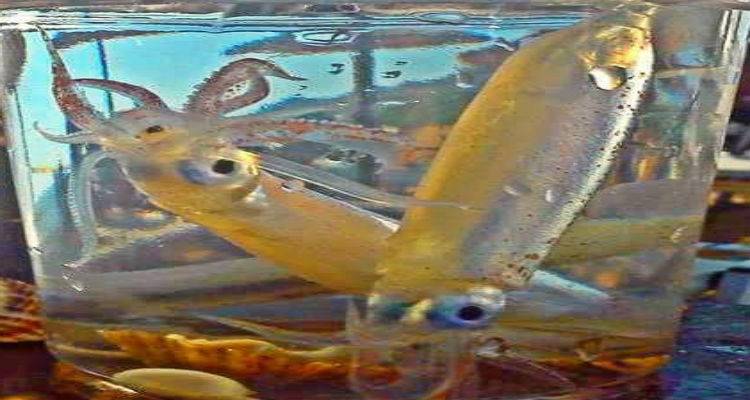 &Nu;&epsilon;&kappa;&rho;ά &mu;&iota;&kappa;&rho;ά &kappa;&alpha;&lambda;&alpha;&mu;ά&rho;&iota;&alpha; &sigma;&epsilon; &pi;&alpha;&rho;&alpha;&lambda;ί&alpha; &tau;&eta;&sigmaf; &Mu;ύ&rho;&iota;&nu;&alpha;&sigmaf; (photos)