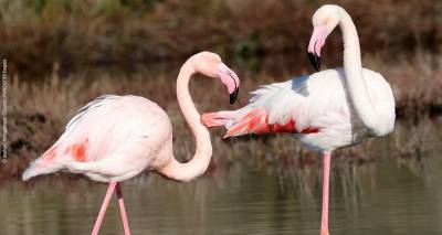 &Epsilon;&lambda;&lambda;&eta;&nu;&iota;&kappa;ή &Omicron;&rho;&nu;&iota;&theta;&omicron;&lambda;&omicron;&gamma;&iota;&kappa;ή &Epsilon;&tau;&alpha;&iota;&rho;&epsilon;ί&alpha;: &Kappa;&alpha;&tau;&alpha;&mu;&epsilon;&tau;&rho;ώ&nu;&tau;&alpha;&sigmaf; &tau;&alpha; &pi;&omicron;&upsilon;&lambda;&iota;ά &sigma;&tau;&omicron;&upsilon;&sigmaf; &epsilon;&lambda;&lambda;&eta;&nu;&iota;&kappa;&omicron;ύ&sigmaf; &upsilon;&gamma;&rho;ό&tau;&omicron;&pi;&omicron;&upsilon;&sigmaf;