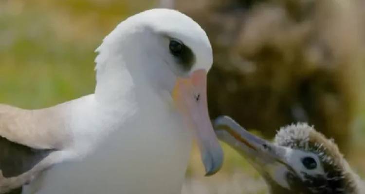 Το πιο ηλικιωμένο πτηνό είναι 72 χρονών και «φλερτάρει» ακόμη.