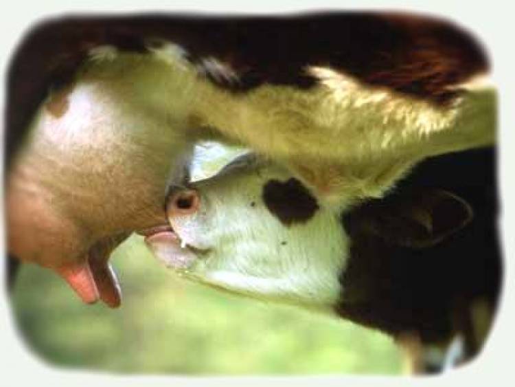 &Pi;&rho;&omega;&tau;ό&gamma;&alpha;&lambda;&alpha;, &pi;ύ&alpha;&rho; (Colostrum): &Eta; &epsilon;&nu;&delta;&upsilon;&nu;ά&mu;&omega;&sigma;&eta; &tau;&omicron;&upsilon; &alpha;&nu;&omicron;&sigma;&omicron;&pi;&omicron;&iota;&eta;&tau;&iota;&kappa;&omicron;ύ