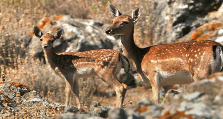 Δράσεις για τη διαχείριση των πλατωνιών της Λήμνου