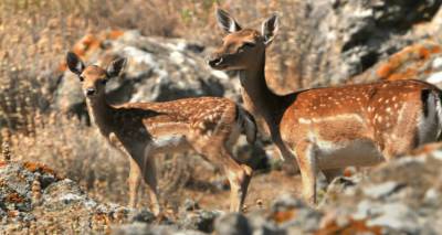 Δράσεις για τη διαχείριση των πλατωνιών της Λήμνου