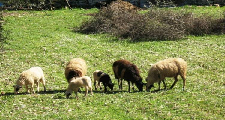 &Pi;&rho;&omicron; &tau;&omega;&nu; &pi;&upsilon;&lambda;ώ&nu; &eta; &pi;&alpha;&nu;ώ&lambda;&eta; &tau;&omega;&nu; &mu;&iota;&kappa;&rho;ώ&nu; &mu;&eta;&rho;&upsilon;&kappa;&alpha;&sigma;&tau;&iota;&kappa;ώ&nu; | &Sigma;&upsilon;&nu;&alpha;&gamma;&epsilon;&rho;&mu;ό&sigmaf; &alpha;&pi;ό &tau;&omicron; &Upsilon;&pi;&omicron;&upsilon;&rho;&gamma;&epsilon;ί&omicron; &kappa;&alpha;&iota; &sigma;&tau;&eta;&nu; &pi;&epsilon;&rho;&iota;&omicron;&chi;ή &mu;&alpha;&sigmaf;