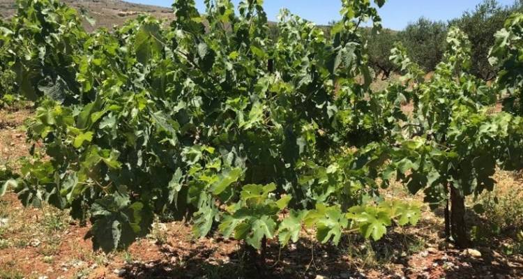 Ερώτηση Κομνηνάκα για την άμεση και ολική αποζημίωση των αμπελοκαλλιεργητών της Λήμνου