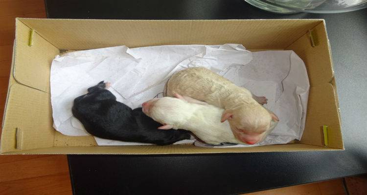 3 &nu;&epsilon;&omicron;&gamma;έ&nu;&nu;&eta;&tau;&alpha; &kappa;&omicron;&upsilon;&tau;&alpha;&beta;ά&kappa;&iota;&alpha; &alpha;&nu;&alpha;&zeta;&eta;&tau;&omicron;ύ&nu; &theta;&alpha;&lambda;&pi;&omega;&rho;ή &kappa;&alpha;&iota; &nu;έ&alpha; &omicron;&iota;&kappa;&omicron;&gamma;έ&nu;&epsilon;&iota;&alpha; (photos)