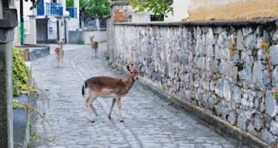 &Lambda;ή&mu;&nu;&omicron;&sigmaf;: &Delta;&iota;&alpha;&mu;&alpha;&rho;&tau;&upsilon;&rho;ί&epsilon;&sigmaf; &kappa;&alpha;&tau;&omicron;ί&kappa;&omega;&nu; &gamma;&iota;&alpha; &tau;&alpha; &epsilon;&lambda;ά&phi;&iota;&alpha; &pi;&omicron;&upsilon; &phi;&tau;ά&nu;&omicron;&upsilon;&nu; &sigma;&tau;&iota;&sigmaf; &pi;ό&rho;&tau;&epsilon;&sigmaf; &tau;&omicron;&upsilon;&sigmaf; &gamma;&iota;&alpha; &nu;&alpha; &beta;&rho;&omicron;&upsilon;&nu; &tau;&rho;&omicron;&phi;ή