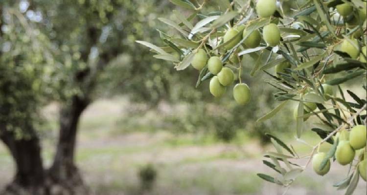 &Epsilon;&lambda;&alpha;&iota;ό&lambda;&alpha;&delta;&omicron;: &Alpha;&pi;&omicron;&delta;&epsilon;&kappa;&alpha;&tau;ί&zeta;&omicron;&nu;&tau;&alpha;&iota; &Iota;&sigma;&pi;&alpha;&nu;ί&alpha; &kappa;&alpha;&iota; &Iota;&tau;&alpha;&lambda;ί&alpha; | &Pi;&rho;&omega;&tau;&alpha;&gamma;&omega;&nu;ί&sigma;&tau;&rho;&iota;&alpha; &eta; &Epsilon;&lambda;&lambda;ά&delta;&alpha;