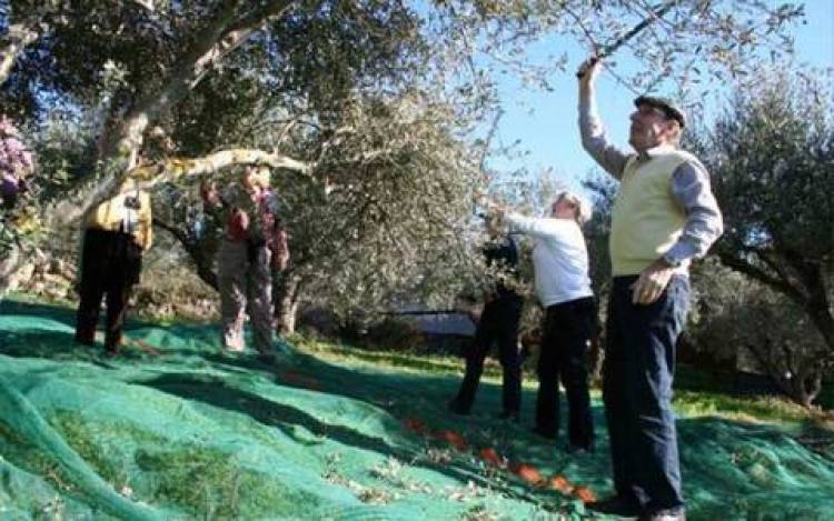 Γερμανοί μαζεύουν ...ελιές στην Κρήτη