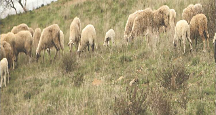 Ενημερωτική ημερίδα από την «Ένωση» στο Πορτιανού