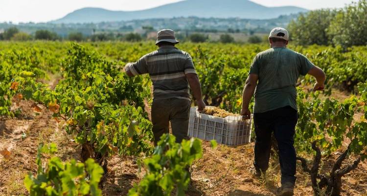 &Sigma;&epsilon; &alpha;&pi;ό&gamma;&nu;&omega;&sigma;&eta; &omicron;&iota; &alpha;&mu;&pi;&epsilon;&lambda;&omicron;&upsilon;&rho;&gamma;&omicron;ί &sigma;&tau;&eta; &Lambda;ή&mu;&nu;&omicron;: Έ&lambda;&lambda;&epsilon;&iota;&psi;&eta; &epsilon;&rho;&gamma;&alpha;&tau;ώ&nu;, &alpha;&upsilon;&xi;&eta;&mu;έ&nu;&alpha; &mu;&epsilon;&rho;&omicron;&kappa;ά&mu;&alpha;&tau;&alpha; &kappa;&alpha;&iota; &alpha;ί&tau;&eta;&mu;&alpha; &gamma;&iota;&alpha; &kappa;&alpha;&lambda;ύ&tau;&epsilon;&rho;&epsilon;&sigmaf; &tau;&iota;&mu;έ&sigmaf;