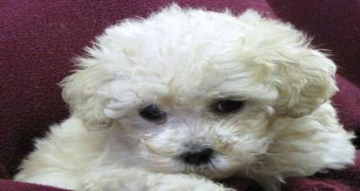 &Chi;ά&theta;&eta;&kappa;&epsilon; &sigma;&kappa;ύ&lambda;&omicron;&sigmaf; &sigma;&tau;&eta;&nu; &pi;&epsilon;&rho;&iota;&omicron;&chi;ή &tau;&omicron;&upsilon; &Pi;&lambda;&alpha;&tau;ύ