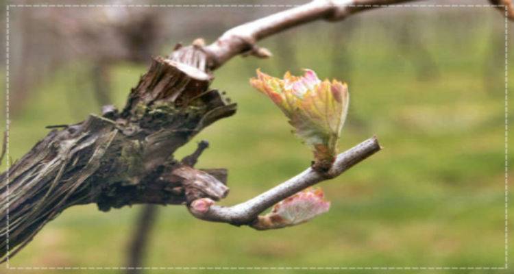 Ατσική: Ξεκίνησαν οι δηλώσεις για ζημιές στα αμπέλια από αγριοκούνελα