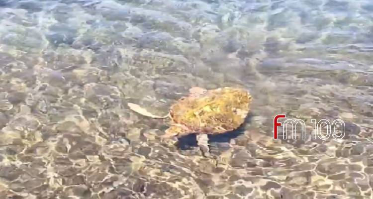 &Lambda;ή&mu;&nu;&omicron;&sigmaf;: &Theta;&alpha;&lambda;ά&sigma;&sigma;&iota;&alpha; &chi;&epsilon;&lambda;ώ&nu;&alpha; &sigma;&tau;&omicron; &lambda;&iota;&mu;&alpha;&nu;ά&kappa;&iota; &tau;&omicron;&upsilon; &Kappa;ό&tau;&sigma;&iota;&nu;&alpha;