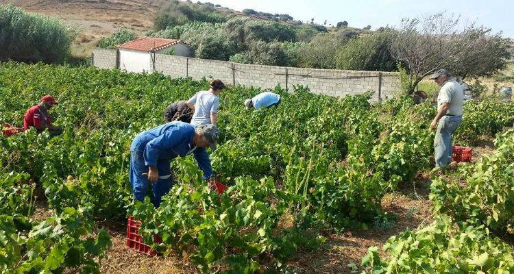 Ξεκινάει ο τρύγος στη Λήμνο