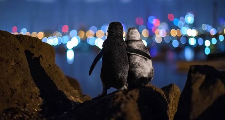 Δυο χήροι πιγκουίνοι παρηγορούν ο ένας τον άλλο με μια αγκαλιά