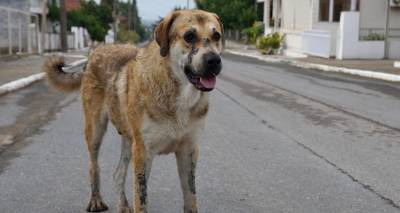 &Kappa;&alpha;&tau;&alpha;&gamma;&gamma;&epsilon;&lambda;ί&epsilon;&sigmaf; &gamma;&iota;&alpha; &phi;ό&lambda;&epsilon;&sigmaf; &sigma;&epsilon; &alpha;&delta;έ&sigma;&pi;&omicron;&tau;&alpha; &zeta;ώ&alpha; &sigma;&tau;&omicron; &Rho;&omicron;&upsilon;&sigma;&sigma;&omicron;&pi;&omicron;ύ&lambda;&iota;