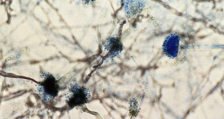 &Kappa;&alpha;&mu;&pi;&alpha;&nu;ά&kappa;&iota; &alpha;&pi;ό &nu;έ&alpha; έ&rho;&epsilon;&upsilon;&nu;&alpha;: &Eta; &kappa;&lambda;&iota;&mu;&alpha;&tau;&iota;&kappa;ή &alpha;&lambda;&lambda;&alpha;&gamma;ή &mu;&pi;&omicron;&rho;&epsilon;ί &nu;&alpha; &delta;&iota;&alpha;&sigma;&pi;&epsilon;ί&rho;&epsilon;&iota; &theta;&alpha;&nu;&alpha;&tau;&eta;&phi;ό&rho;&omicron; &mu;ύ&kappa;&eta;&tau;&alpha; &sigma;&tau;&eta;&nu; &Epsilon;&upsilon;&rho;ώ&pi;&eta;