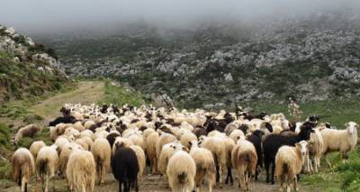 Η «Ένωση» Λήμνου για την απογραφή μητρώων αιγοπροβάτων 2016