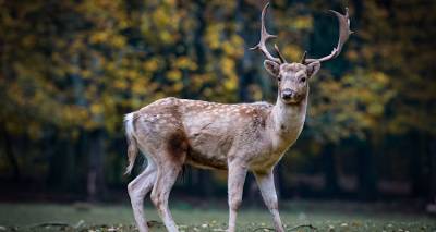 &Lambda;ή&mu;&nu;&omicron;&sigmaf;-&tau;&rho;&omicron;&chi;&alpha;ί&omicron;: &Mu;&eta;&chi;&alpha;&nu;ή &sigma;&upsilon;&gamma;&kappa;&rho;&omicron;ύ&sigma;&tau;&eta;&kappa;&epsilon; &mu;&epsilon; &epsilon;&lambda;ά&phi;&iota; | &Epsilon;&lambda;&alpha;&phi;&rho;ά &tau;&rho;&alpha;&upsilon;&mu;&alpha;&tau;&iota;&sigma;&mu;έ&nu;&omicron;&sigmaf; &omicron; &omicron;&delta;&eta;&gamma;ό&sigmaf;