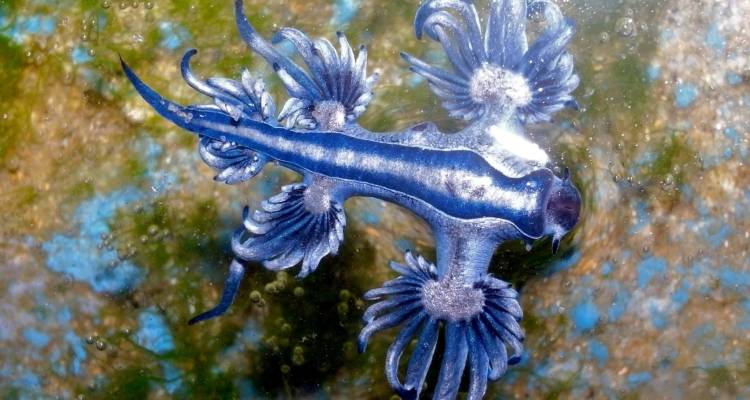 Μπλε δράκος: Το θαλάσσιο «Πόκεμον» με το θανατηφόρο τσίμπημα που προκαλεί τρόμο στις παραλίες της Ισπανίας