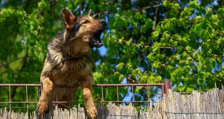 &Beta;ά&rho;&eta;: &Chi;&epsilon;&iota;&rho;&omicron;&pi;έ&delta;&epsilon;&sigmaf; &sigma;&tau;&eta; &theta;&epsilon;ί&alpha; &Tau;&sigma;&iota;&tau;&sigma;&iota;&pi;ά &kappa;&alpha;&iota; &delta;&iota;&kappa;&omicron;&gamma;&rho;&alpha;&phi;ί&alpha; &mu;&epsilon;&tau;ά &tau;&eta;&nu; &epsilon;&pi;ί&theta;&epsilon;&sigma;&eta; &sigma;&kappa;ύ&lambda;&omega;&nu; &sigma;&epsilon; &pi;&epsilon;&rho;&alpha;&sigma;&tau;&iota;&kappa;&omicron;ύ&sigmaf; -&Tau;&omicron; &tau;&rho;ί&tau;&omicron; &sigma;&upsilon;&mu;&beta;ά&nu; &sigma;&epsilon; &tau;&rho;ί&alpha; &chi;&rho;ό&nu;&iota;&alpha;