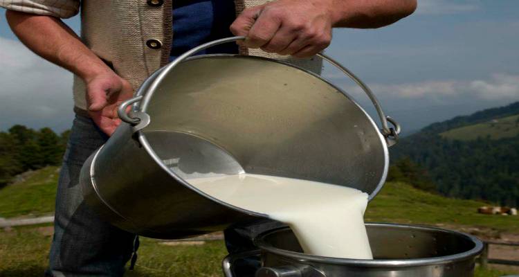Λήμνος: Εντυπωσιακή άνοδος στην παραγωγή γάλατος (mp3)
