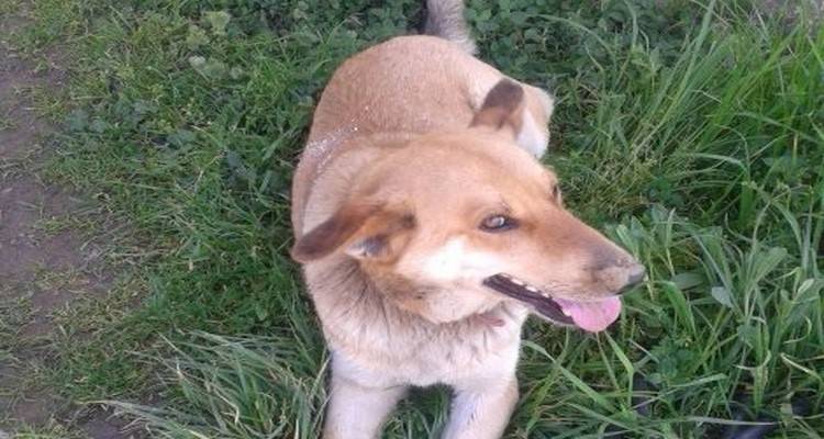 &Beta;&rho;έ&theta;&eta;&kappa;&epsilon; &sigma;&kappa;ύ&lambda;&omicron;&sigmaf; &pi;&omicron;&upsilon; &alpha;&nu;&alpha;&zeta;&eta;&tau;ά &tau;&omicron;&nu; &iota;&delta;&iota;&omicron;&kappa;&tau;ή&tau;&eta; &tau;&omicron;&upsilon;