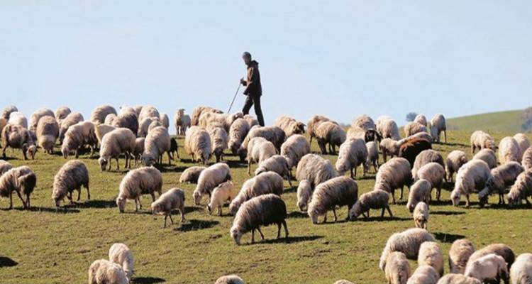 Σε χαμηλή τιμή πωλούν τα αμνοερίφια τους οι Λημνιοί κτηνοτρόφοι