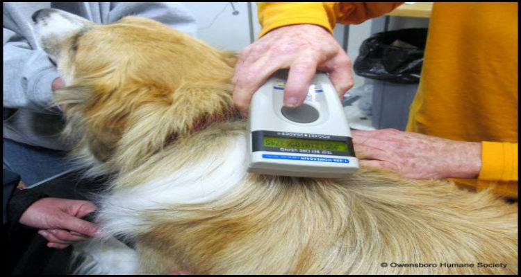 &Upsilon;&pi;&omicron;&chi;&rho;&epsilon;&omega;&tau;&iota;&kappa;ό &tau;&sigma;&iota;&pi;ά&rho;&iota;&sigma;&mu;&alpha; &sigma;&kappa;ύ&lambda;&omega;&nu; &mu;&epsilon; &alpha;&upsilon;&sigma;&tau;&eta;&rho;ό&tau;&epsilon;&rho;&epsilon;&sigmaf; &pi;&omicron;&iota;&nu;έ&sigmaf; | &Alpha;&nu;&alpha;&kappa;&omicron;ί&nu;&omega;&sigma;&eta; &alpha;&pi;ό &tau;&omicron; &Delta;ή&mu;&omicron; &Lambda;ή&mu;&nu;&omicron;&upsilon;