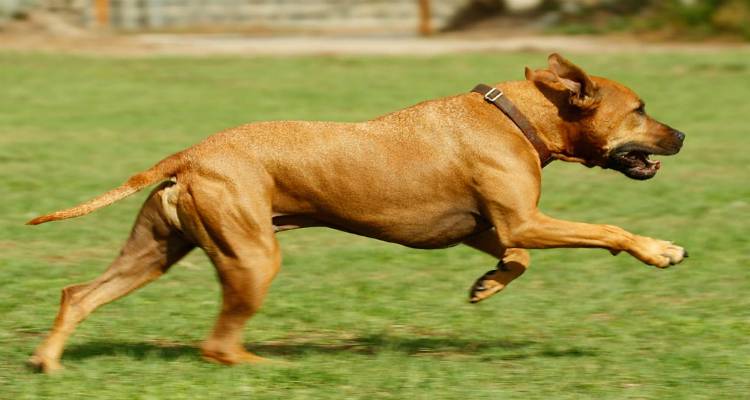 &Kappa;&alpha;&tau;&alpha;&tau;έ&theta;&eta;&kappa;&epsilon; &tau;&epsilon;&lambda;&iota;&kappa;ά &mu;ή&nu;&upsilon;&sigma;&eta; &gamma;&iota;&alpha; &tau;&iota;&sigmaf; &epsilon;&pi;&iota;&theta;έ&sigma;&epsilon;&iota;&sigmaf; &sigma;&kappa;&upsilon;&lambda;&iota;ώ&nu; &sigma;&tau;&eta;&nu; &Eta;&phi;&alpha;&iota;&sigma;&tau;&epsilon;ί&alpha;