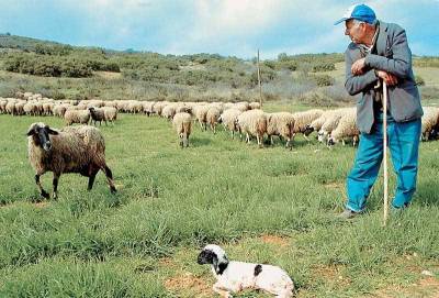 Οι ενισχύσεις στο γάλα για παραδοσιακά τυριά στα νησιά του Αιγαίου