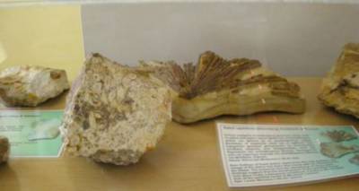 Λήμνος: Το απολιθωμένο δάσος με τους μοναδικούς θησαυρούς της φύσης