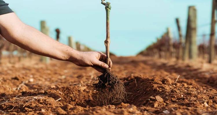 Ξεκίνησαν οι αιτήσεις για αποκτηση άδειας φύτευσης Οινοποιήσιμων Ποικιλιών Αμπέλου