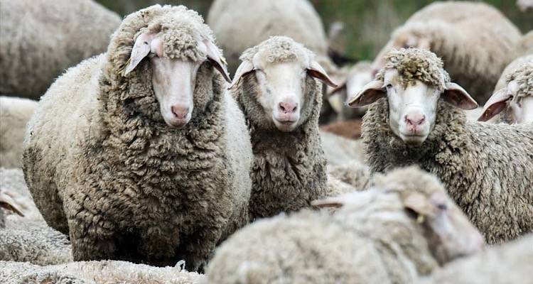 &Kappa;&tau;&eta;&nu;&omicron;&tau;&rho;ό&phi;&omicron;&iota;: &Pi;&lambda;&eta;&rho;&omega;&mu;ή &epsilon;&nu;ί&sigma;&chi;&upsilon;&sigma;&eta;&sigmaf; 2% &kappa;&alpha;&iota; &sigma;&epsilon; ό&sigma;&omicron;&upsilon;&sigmaf; έ&kappa;&alpha;&nu;&alpha;&nu; έ&nu;&alpha;&rho;&xi;&eta; &epsilon;&rho;&gamma;&alpha;&sigma;&iota;ώ&nu; &tau;&omicron; 2021
