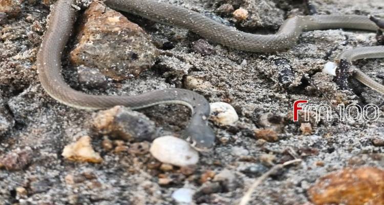 Έ&nu;&alpha; &mu;&iota;&kappa;&rho;ό &phi;ί&delta;&iota; &epsilon;&nu;&tau;&omicron;&pi;ί&sigma;&tau;&eta;&kappa;&epsilon; &sigma;&tau;&omicron; &Phi;&alpha;&nu;&alpha;&rho;ά&kappa;&iota; &mu;&epsilon;&tau;ά &tau;&eta;&nu; &kappa;&alpha;&kappa;&omicron;&kappa;&alpha;&iota;&rho;ί&alpha;