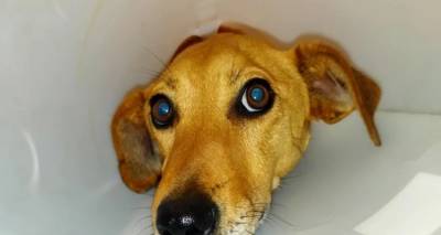 Σοκαριστική κτηνωδία στο Ηράκλειο -Πυροβόλησαν και κακοποίησαν άγρια σκύλο