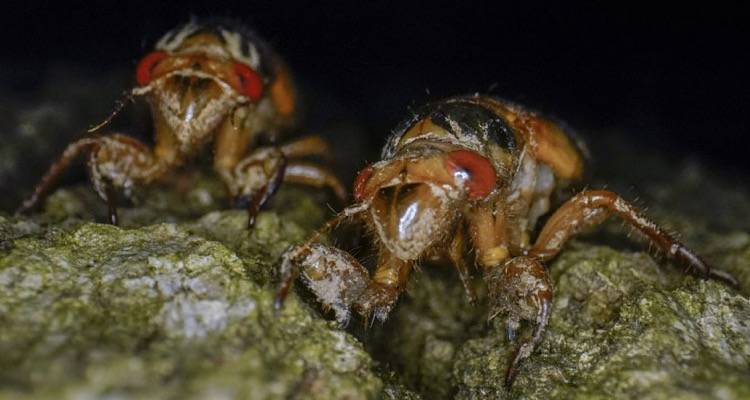 ΗΠΑ: Η εισβολή των τζιτζικιών | Οι ειδικοί μιλούν για εκατοντάδες δισεκατομμύρια έντομα