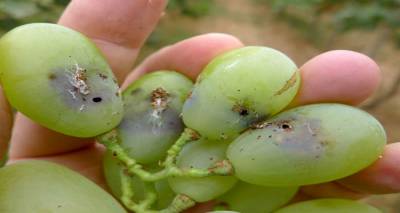 Το Επαρχείο Λήμνου για τη φυτοπροστασία του αμπελιού: «Να ξεκινήσει η καταπολέμησή της ευδεμίδας»