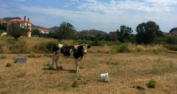 &Alpha;&pi;&omicron;&mu;&alpha;&kappa;&rho;ύ&nu;&theta;&eta;&kappa;&epsilon; &alpha;&pi;ό &tau;&iota;&sigmaf; &laquo;&Alpha;&mu;&upsilon;&gamma;&delta;&alpha;&lambda;&iota;έ&sigmaf;&raquo; &tau;&omicron; &beta;&omicron;&omicron;&epsilon;&iota;&delta;έ&sigmaf;