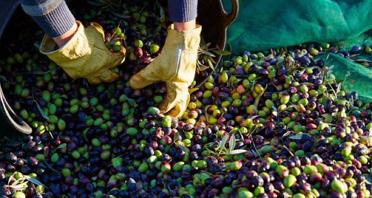 &Lambda;ή&mu;&nu;&omicron;&sigmaf;: &Upsilon;&pi;&omicron;&chi;&rho;&epsilon;&omega;&tau;&iota;&kappa;ή &alpha;&pi;ό &phi;έ&tau;&omicron;&sigmaf; &eta; &delta;ή&lambda;&omega;&sigma;&eta; &sigma;&upsilon;&gamma;&kappa;&omicron;&mu;&iota;&delta;ή&sigmaf; &epsilon;&lambda;&alpha;&iota;&omicron;&kappa;ά&rho;&pi;&omicron;&upsilon; | &Tau;&iota; &pi;&rho;έ&pi;&epsilon;&iota; &nu;&alpha; &gamma;&nu;&omega;&rho;ί&zeta;&omicron;&upsilon;&nu; &omicron;&iota; &pi;&alpha;&rho;&alpha;&gamma;&omega;&gamma;&omicron;ί