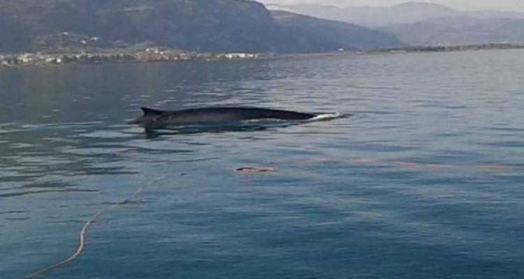 Πτεροφάλαινα 12 μέτρων εντοπίστηκε στο Μαλιακό Κόλπο (video)