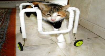 &Lambda;ή&mu;&nu;&omicron;&sigmaf;: &Gamma;&alpha;&tau;ά&kappa;&iota; &sigma;&tau;έ&kappa;&epsilon;&tau;&alpha;&iota; &gamma;&iota;&alpha; &pi;&rho;ώ&tau;&eta; &phi;&omicron;&rho;ά &sigma;&tau;&alpha; &pi;ό&delta;&iota;&alpha; &tau;&omicron;&upsilon; &mu;&epsilon; &alpha;&nu;&alpha;&pi;&eta;&rho;&iota;&kappa;ό &alpha;&mu;&alpha;&xi;ί&delta;&iota;&omicron; &pi;&omicron;&upsilon; &kappa;&alpha;&tau;&alpha;&sigma;&kappa;&epsilon;ύ&alpha;&sigma;&epsilon; &omicron; &Kappa;&omicron;&sigma;&mu;ά&sigmaf; &Lambda;&epsilon;ϊ&lambda;&epsilon;&tau;&zeta;ό&gamma;&lambda;&omicron;&upsilon; (photos)