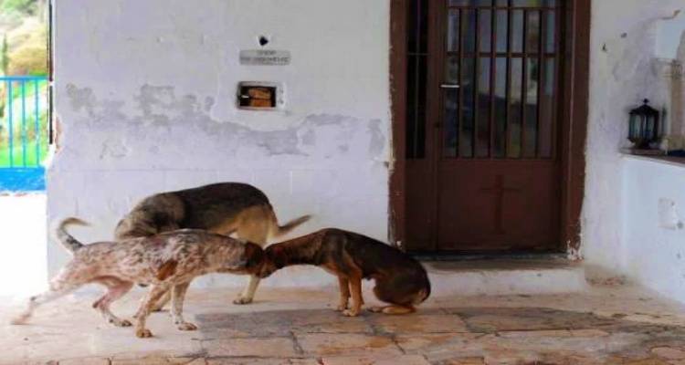 Μούδρος: Αδέσποτα σκυλιά επιτέθηκαν σε οικόσιτα ζώα