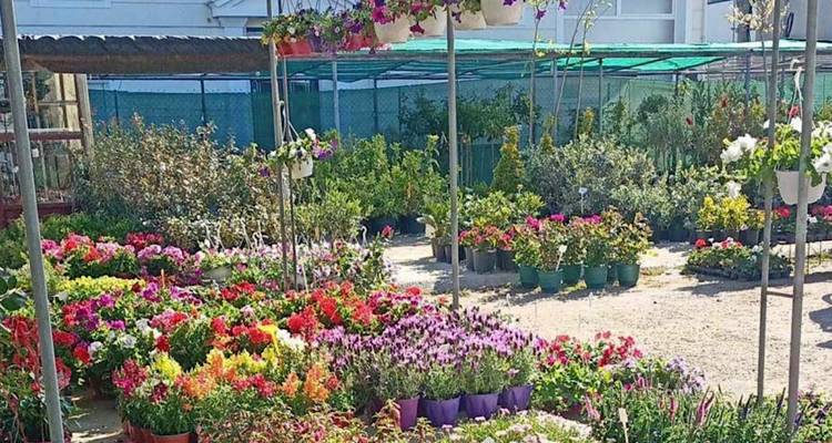 &Beta;ό&tau;&alpha;&nu;&alpha; &sigma;&tau;&omicron; &pi;&iota;ά&tau;&omicron;, &gamma;&nu;ώ&sigma;&eta; &sigma;&tau;&eta;&nu; &pi;&rho;ά&xi;&eta;: &Pi;&alpha;&nu;&epsilon;&pi;&iota;&sigma;&tau;ή&mu;&iota;&omicron; &Alpha;&iota;&gamma;&alpha;ί&omicron;&upsilon; &kappa;&alpha;&iota; &Sigma;ύ&lambda;&lambda;&omicron;&gamma;&omicron;&sigmaf; &Gamma;&omicron;&nu;έ&omega;&nu; 2&omicron;&upsilon; &Delta;&eta;&mu;&omicron;&tau;&iota;&kappa;&omicron;ύ &Mu;ύ&rho;&iota;&nu;&alpha;&sigmaf; &sigma;ή&mu;&epsilon;&rho;&alpha; &sigma;&tau;&omicron; &phi;&upsilon;&tau;ώ&rho;&iota;&omicron; &Kappa;&alpha;&lambda;&lambda;&iota;&gamma;&epsilon;&rho;ή