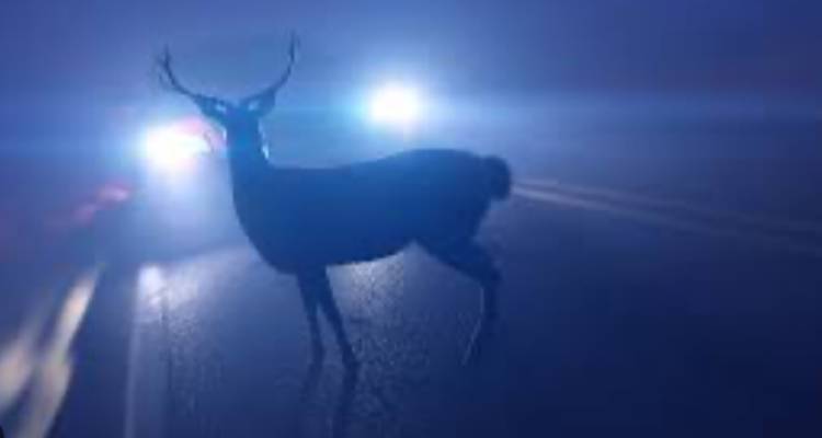 Λήμνος: Τροχαίο το πρωί με ελάφι στον περιφερειακό