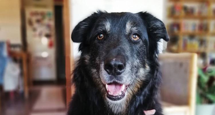 H &zeta;&omega;ή &kappa;&alpha;&iota; &omicron; &theta;ά&nu;&alpha;&tau;&omicron;&sigmaf; &epsilon;&nu;ό&sigmaf; &tau;&epsilon;&tau;&rho;ά&pi;&omicron;&delta;&omicron;&upsilon; &kappa;&alpha;&iota; &kappa;&alpha;&lambda;ό&kappa;&alpha;&rho;&delta;&omicron;&upsilon; &phi;ί&lambda;&omicron;&upsilon;